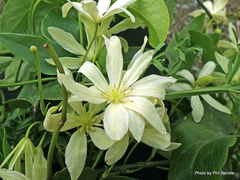 Clematis foetida