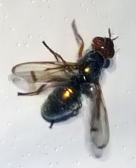 Senopterina caerulescens