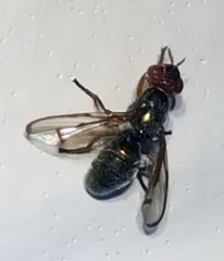 Senopterina caerulescens