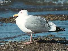 Larus argentatus mongolicus