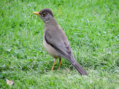 Turdus falcklandii