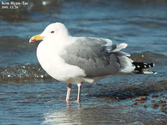 Larus argentatus mongolicus