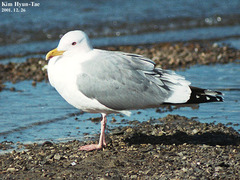 Larus argentatus mongolicus