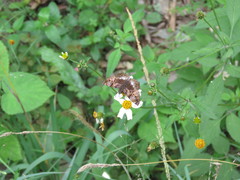 Noctuana lactifera