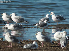Larus argentatus mongolicus