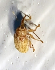 Lignyodes helvolus