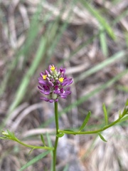 Polygala mariana image