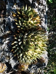 Ariocarpus trigonus