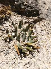 Ariocarpus trigonus