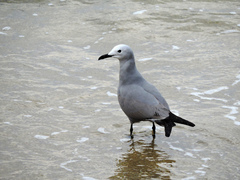 Leucophaeus modestus