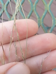 Aristida longespica