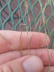 Aristida longespica