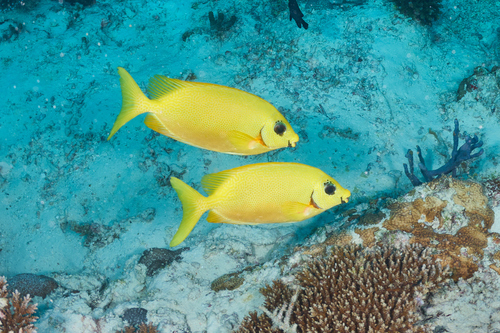 Zwartoog-konijnvis (Siganus puelloides) — Siganidae — 4