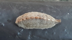 Megalopyge opercularis