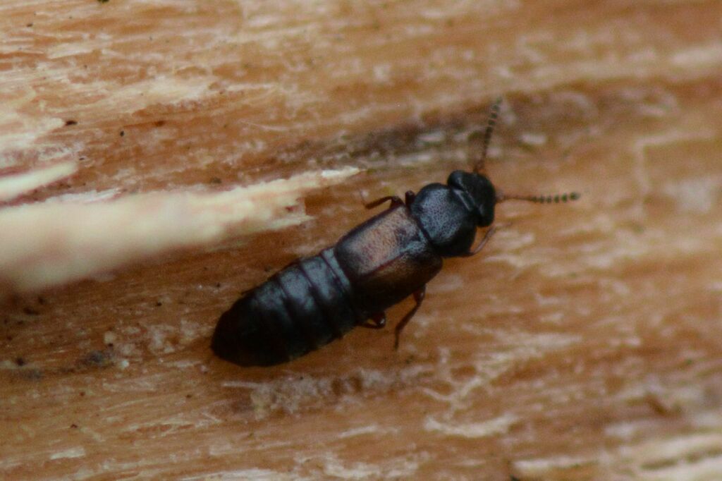 Phloeostiba plana