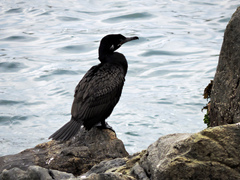 Nannopterum brasilianum
