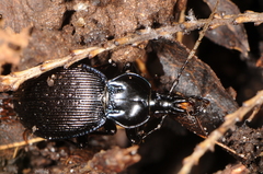 Sphaeroderus stenostomus lecontei