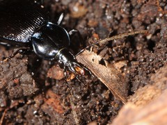 Sphaeroderus stenostomus lecontei