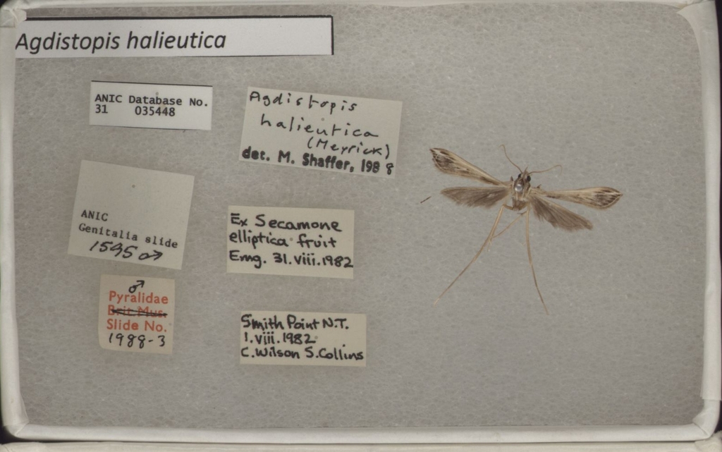 Agdistopis