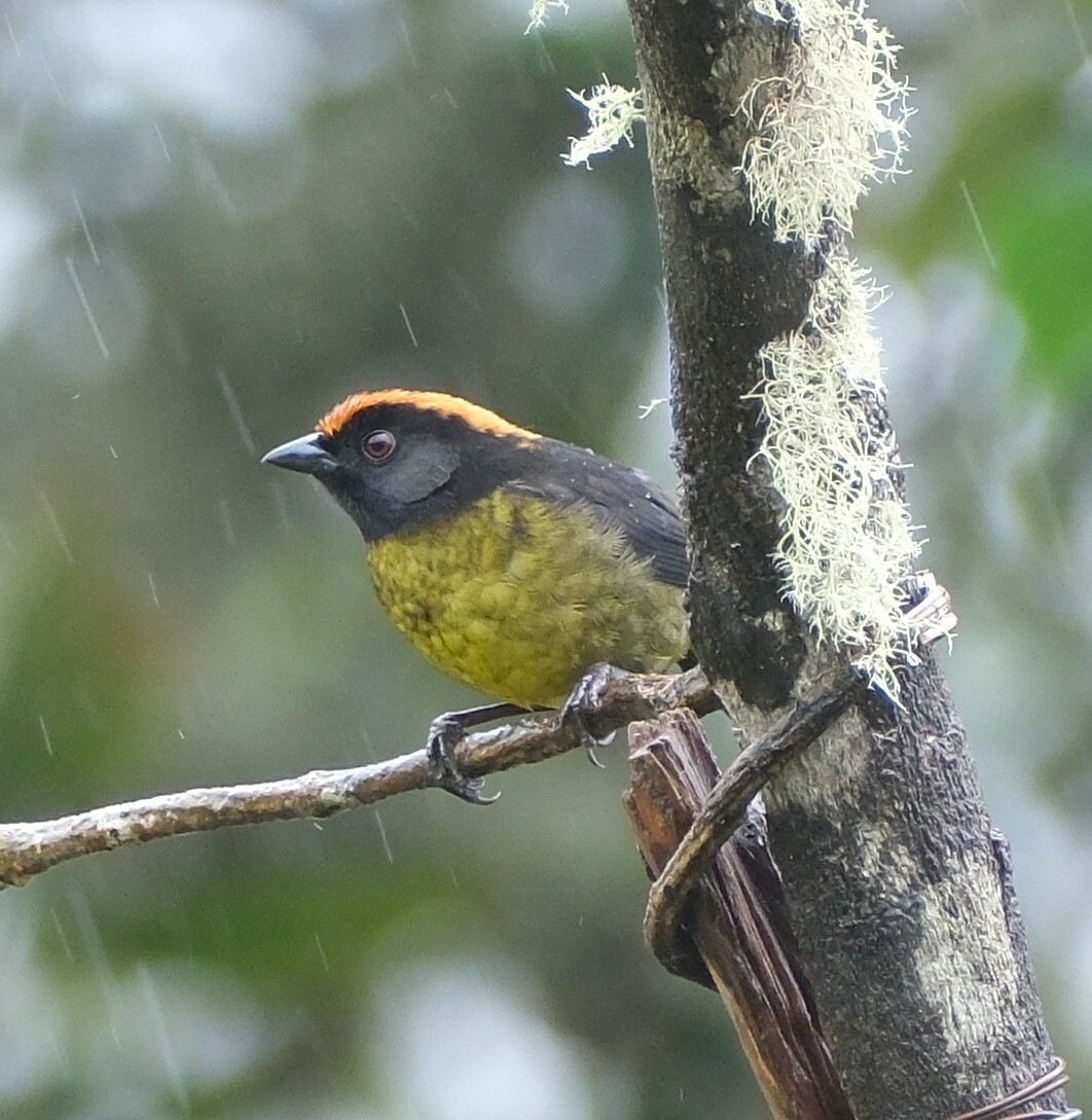 Grey-eared Brushfinch (Atlapetes melanolaemus), photo 7