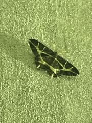 Mesastrape fulguraria