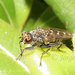 Spathipheromyia - Photo (c) jorgeiriberri47, alguns direitos reservados (CC BY-NC)