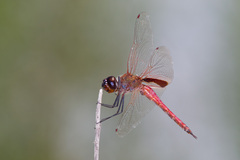 Tramea insularis