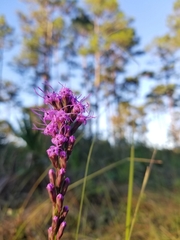 Liatris spicata