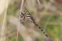 Cordulegaster obliqua
