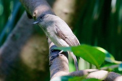 Melaenornis chocolatinus