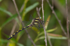 Cordulegaster obliqua