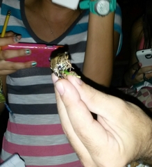 Leptodactylus albilabris