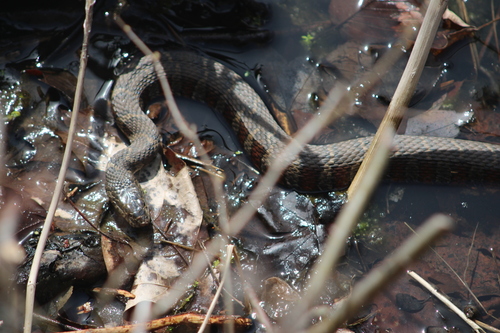 Northern Watersnake photographed in Rhode Island