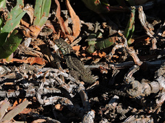 Liolaemus zapallarensis