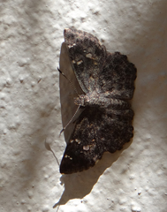 Celaenorrhinini