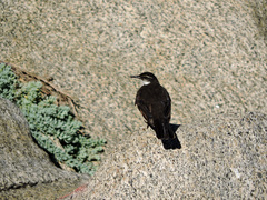 Cinclodes nigrofumosus