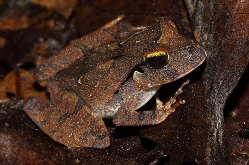 Lechriodus melanopyga observed 2014-06-07