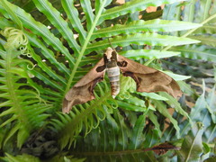 Adhemarius blanchardorum