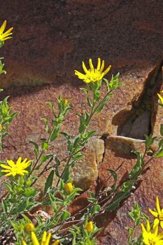 Heterotheca hirsuta (Greene) G.L.Nesom