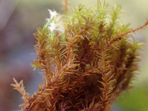 Image of Racomitrium macounii by no rights reserved