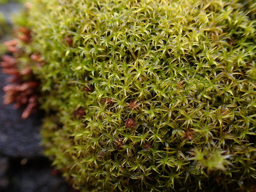 Image of Racomitrium macounii by no rights reserved