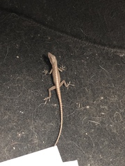 Anolis carolinensis