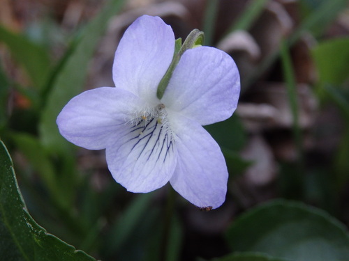 Image of Viola lactea by (c) Carminda Santos, some rights reserved (CC BY)