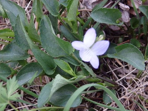 Image of Viola lactea by (c) Carminda Santos, some rights reserved (CC BY)