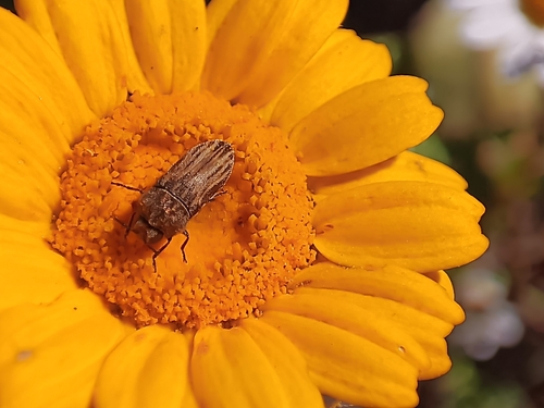 Acmaeoderella discoida