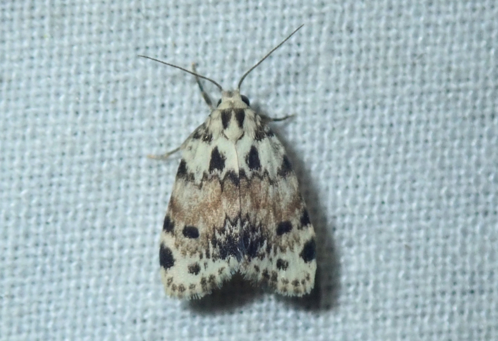 Clemensia subleis