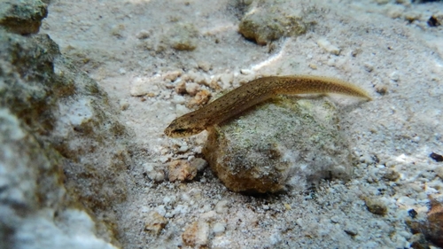 Southern Two-lined Salamander