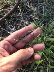 Urochloa pubigera