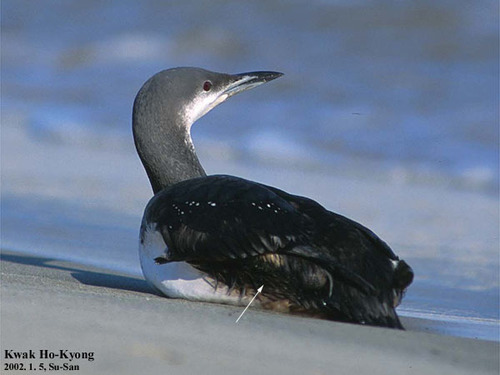 Pacific Loon