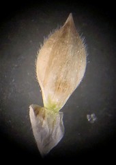 Urochloa pubigera
